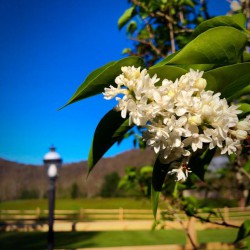 Laurel River Club Bed & Breakfast